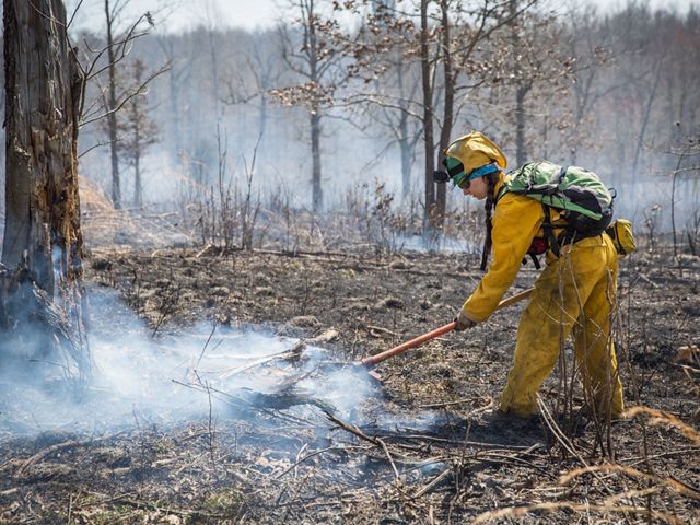 A woman rakes after a prescribed fire.