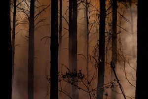 Thick smoke fills a forest, silhouetting tree trunks in black against brownish-gray light.