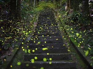 Fireflies in flight