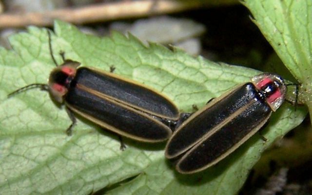 Two fireflies rest on a leaf.