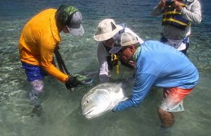 Researchers examine one of the key fish species under study.