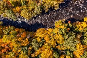 Looking down on a river flowing through a forest of trees in fall color.