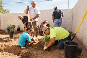 People planting saplings. 