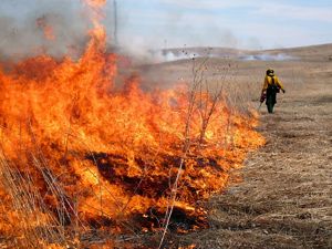 A person carries a drip torch and lights a head fire at the Derr tract sandhills prairie in Nebraska.