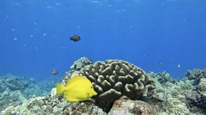 Brightly colored fish swim near coral in the clear blue waters of Hawaii.