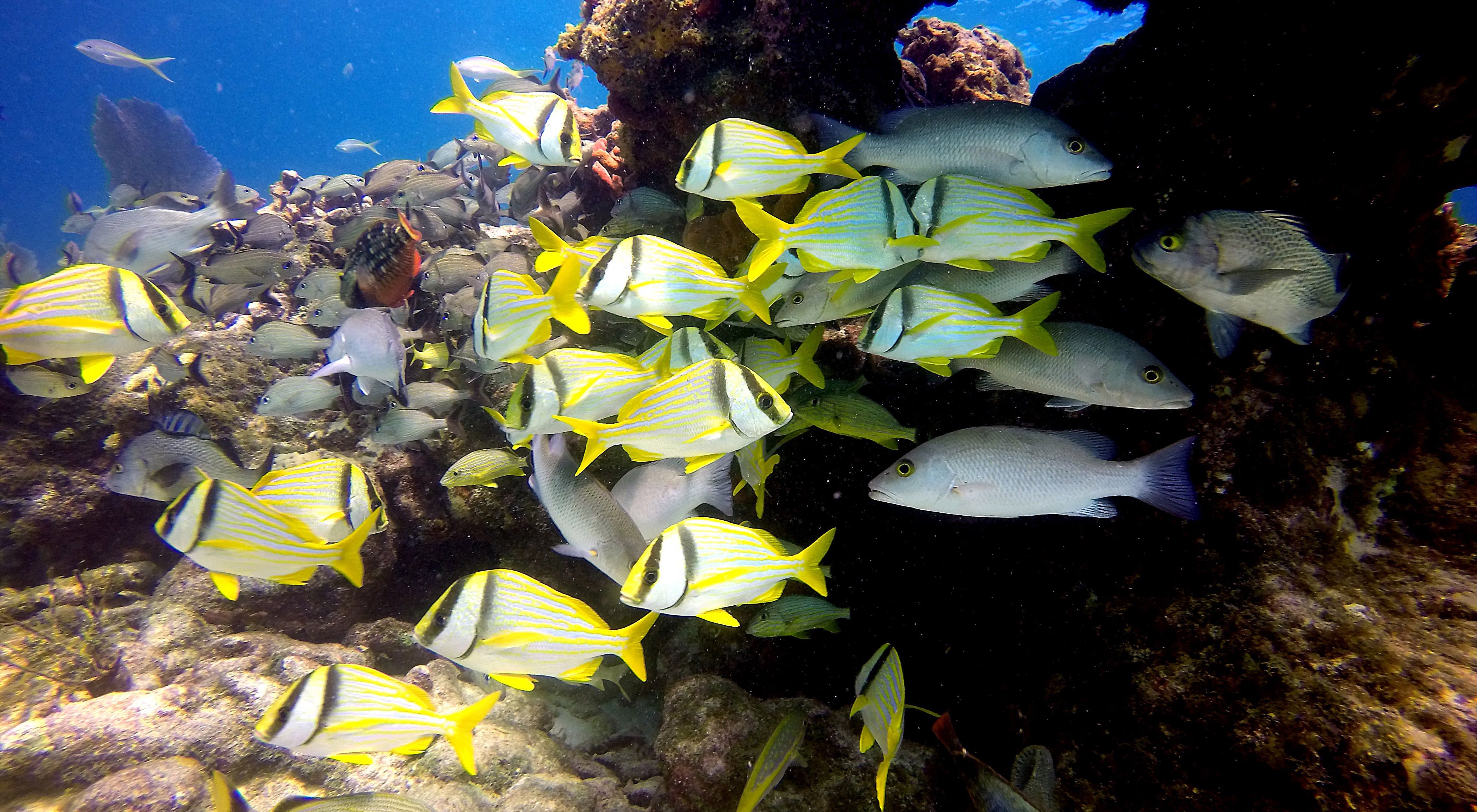 Closeup of schools of different types of fish, including bright yellow striped fish and larger gray fish, swimming in a coral reef.