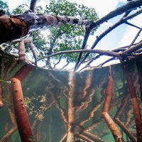 Mangroves' complex root system helps filter salt from salt water, enabling them to thrive in harsh coastal environments. 