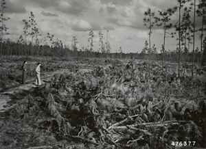 Black and white archival photo. Two men stand on a wide dirt path looking over the remnants of a longleaf pine forest that has been clear cut. A few straggly pines stand surrounded by undergrowth.