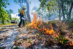 Female Wildland Firefighter is using a drip torch to drop fire in a line on the ground as part of a prescribed fire at Tiger Creek Preserve in Babson Park, Florida.