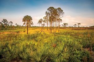 Tiger Creek Preserve scrub land with palms, pines and bushes and a sunny sky.