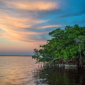 Mangrove oyster habitat along the coast of Florida in the Gulf of America