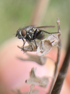 A close up macro view of a black fly sitting on a dried brown leaf.