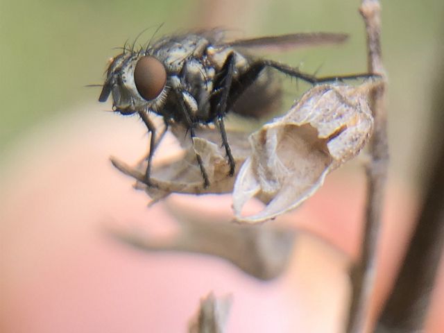 A close up macro view of a black fly sitting on a dried brown leaf.