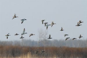 A flock of ducks in flight over a prairie