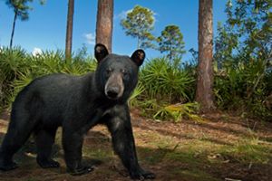 A black bear walks past a wildlife camera in a forest.