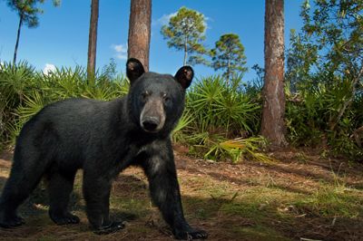Bear roams through Hendrie Ranch in Central Florida. 