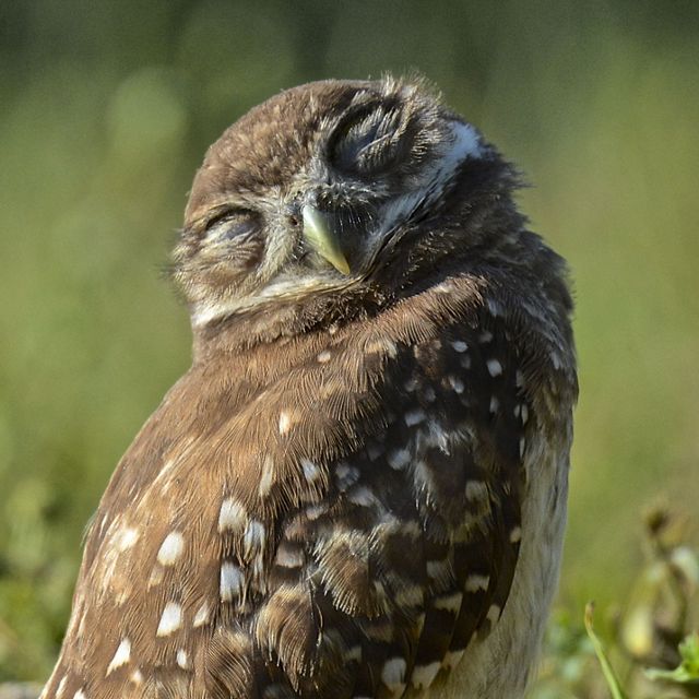 A burrowing owl closes its eyes and tilts its head as it stands in the sun.