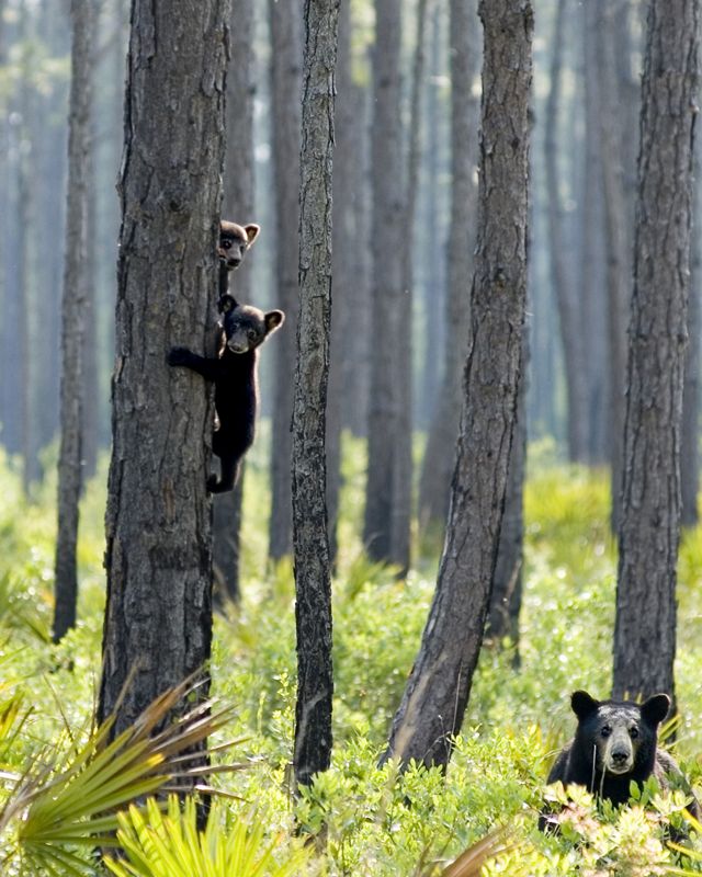 Florida black bear mother on the ground with her  two cubs clinging to a pine tree trunk.
