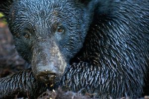 Closeup of the head and shoulder of a Florida black bear with wet, glistening fur.