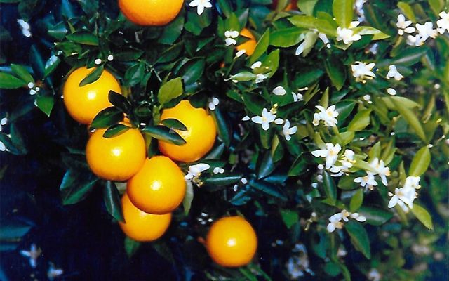 Closeup of an orange tree with dark green leaves, small white flowers and some ripe oranges.