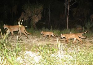 A trail camera photo of a Florida panther and three kittens walk along a trail.