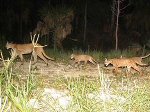 Florida panther mother followed by two kittens at night