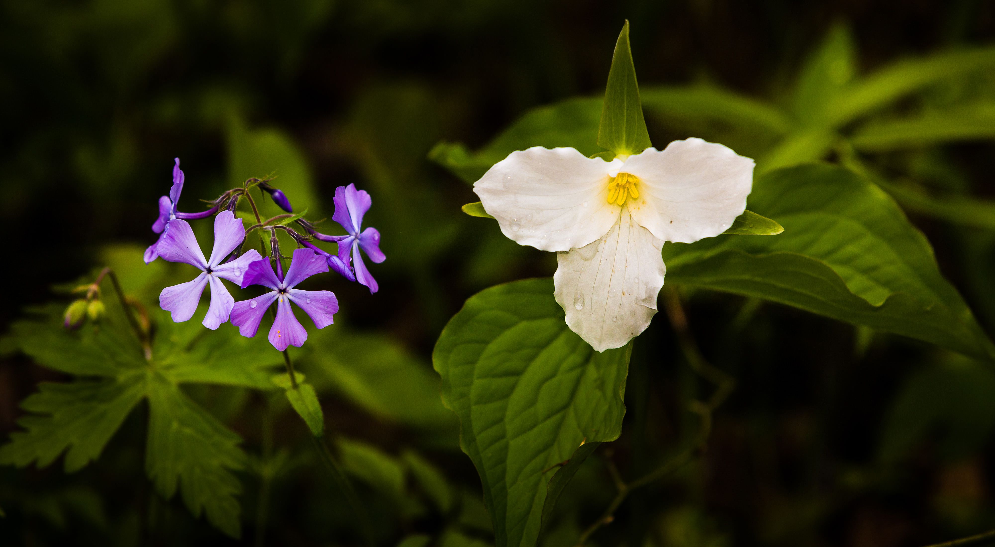 Small purple flowers and a larger, three-petaled white flower at Nan Weston Nature Preserve at Sharon Hollow in southeast Michigan.