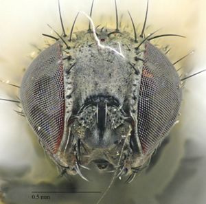 An extreme macro photo showing the dark colored head of a fly.