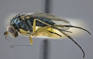 A macro photo showing the side view of a fly with a black body and yellow legs.
