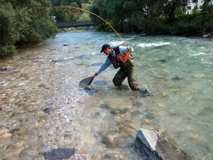 Barrier removal projects can help increase the catch rate for recreational anglers, like this one on the Savinja River in Slovenia.