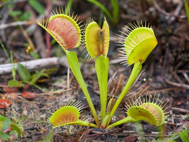 Open Venus flytrap leaves with red coloration on the inside and thin hairs along the margins.