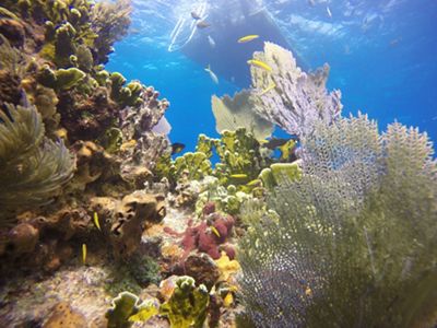 A boat floats over Florida's Coral Reef.