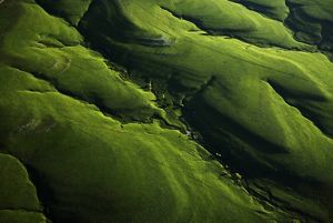 Aerial view of lush green hills