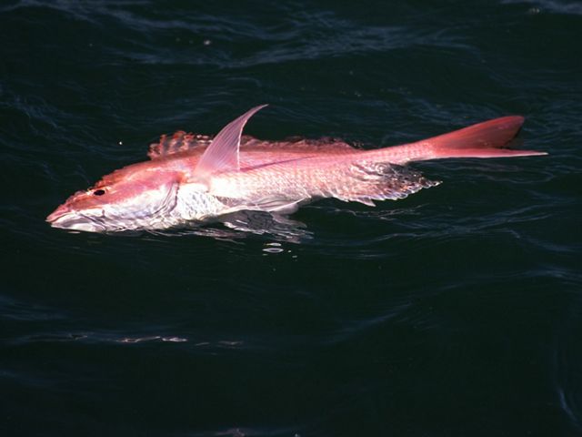 Fish thrown back without use of the device often become floaters, like this red snapper, unable to return to depth on their own and easy prey for predators.