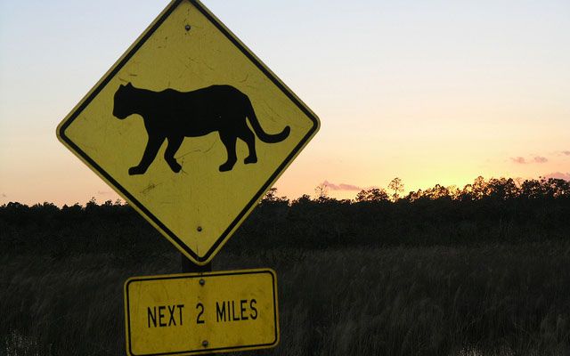 Yellow road sign with the silhouette of a panther in black and text reading 'next 2 miles.'