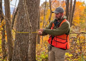 A forester measures a tree in the Cumberland Forest of Kentucky. 