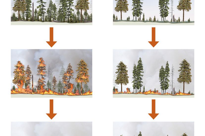 By thinning the forest understory, we can safely reintroduce fire as a restorative process. Fire suppressed forest on left. Ecologically thinned forest on right.