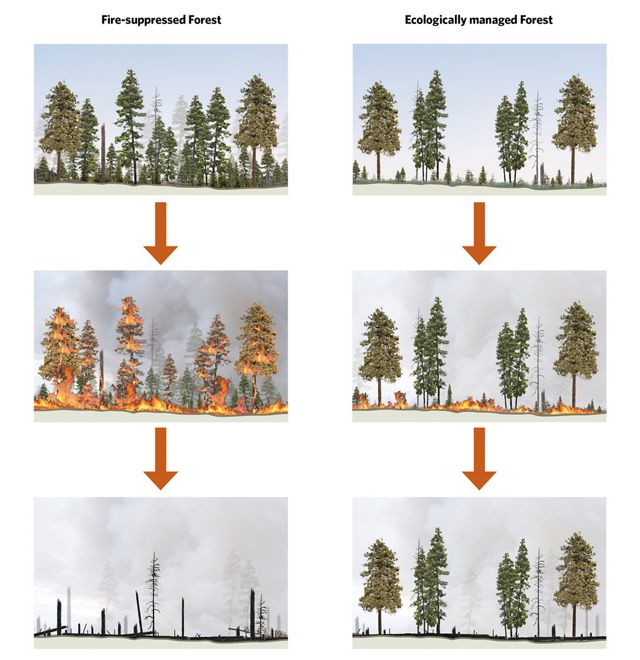 By thinning the forest understory, we can safely reintroduce fire as a restorative process. Fire suppressed forest on left. Ecologically thinned forest on right.