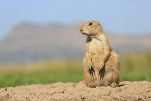 A plump prairie dog sits at attention on top of a dirt mound.