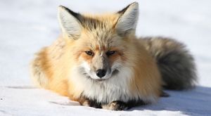A fox in the snow.