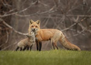 A fox kit reaches its head up to touch muzzles with its mother.