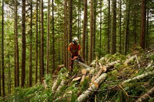 Person using a chainsaw to thin brush in a forest.