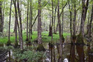 A view of a wetland forest that features trees growing out of the water in the foreground and green grass in the background. 