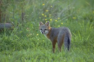 Fox in middle of field looking at camera.