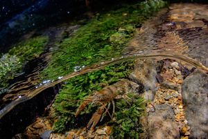 A crawfish in the Clinch River’s clear water.