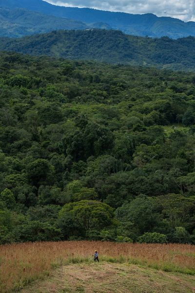 Farm Rosania uses native plants to contain cattle
