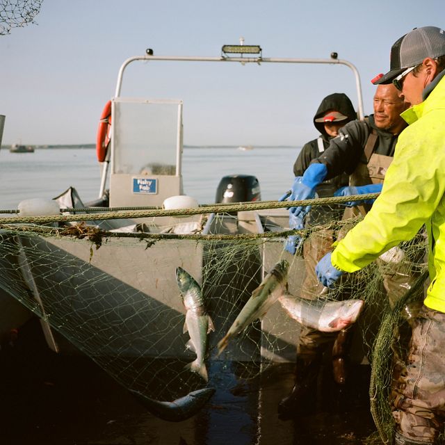 Two men and one boy hold a net stretched across a boat with several silver-colored fish in the net