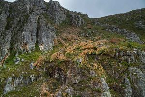 Looking at a mountain, you can see downed pines where crews have been restoring habitat