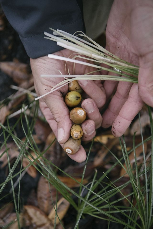 A closeup of hands holding acorns and young beargrass stems.