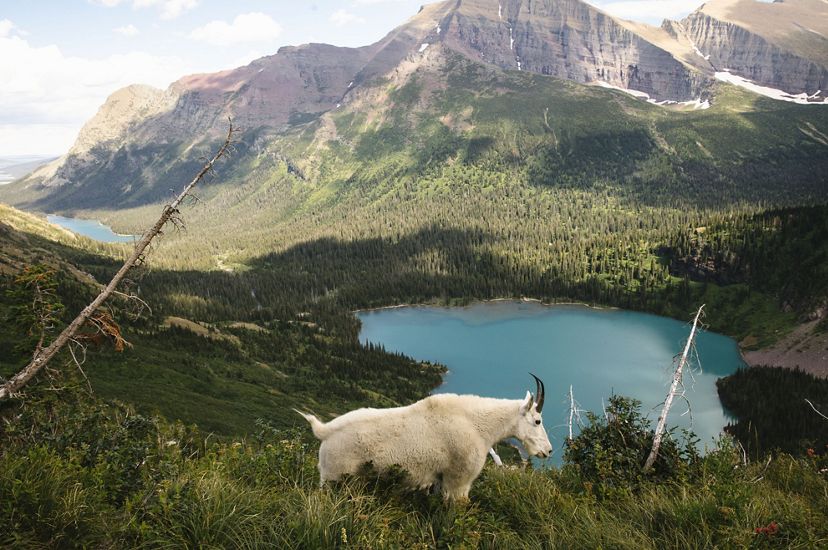 A mountain goat walks along the Grinnell Glacier Trail at Glacier National Park.